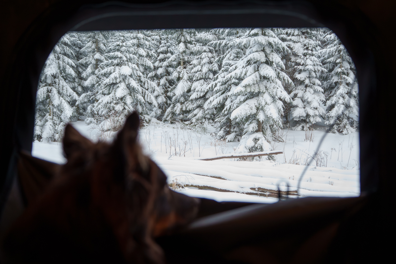 Unser Australian Shepherd im Dachzelt mit Blick auf den verschneiten Wald