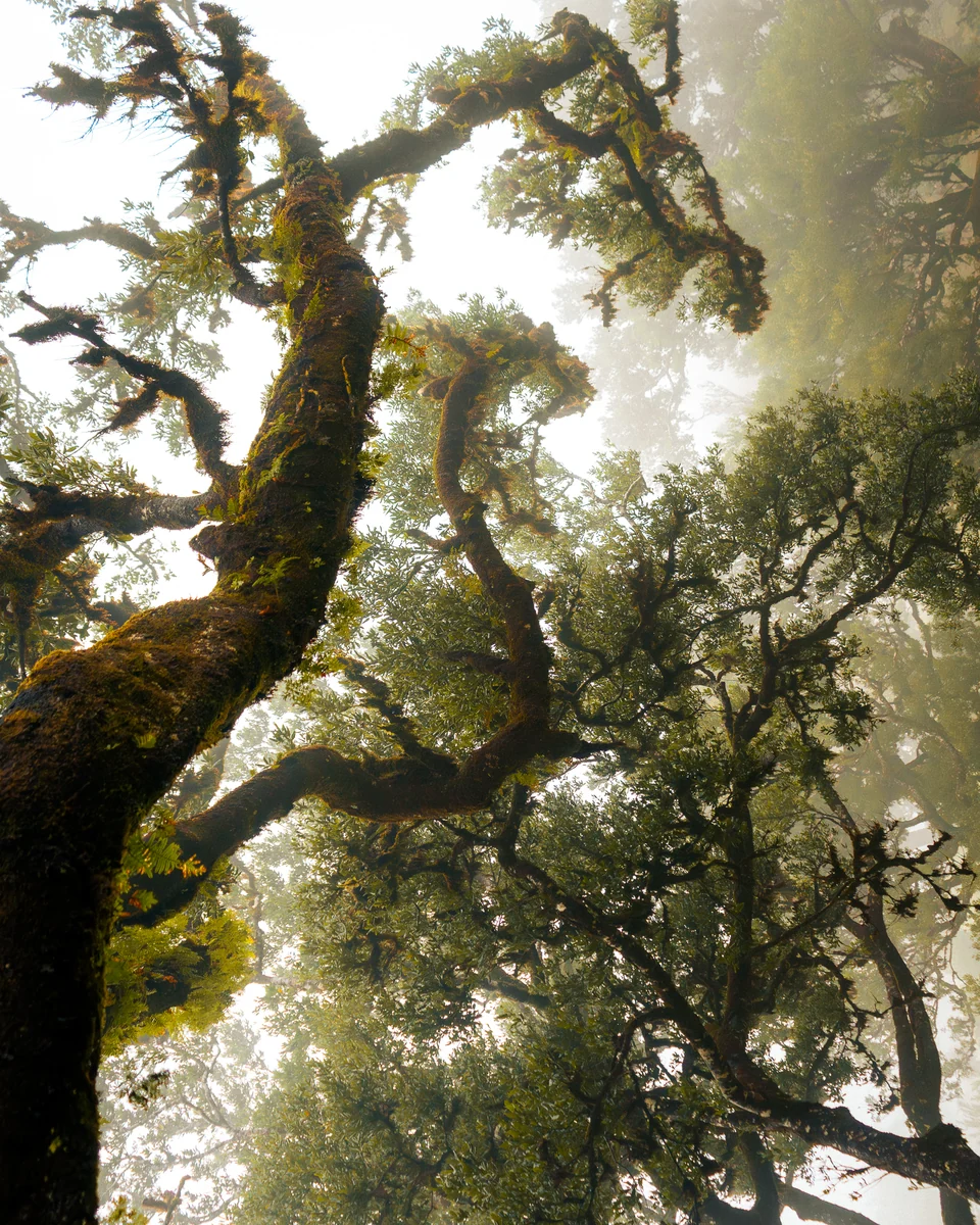 Moss-covered branches in a misty forest
